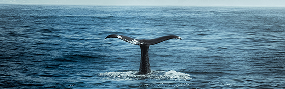 ocean whale event newsletter