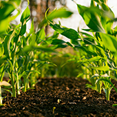 soil